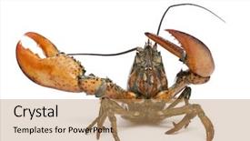  Presentation with aquatic animals - Presentation design enhanced with aquatic animals - american lobster homarus americanus background and a coral colored foreground