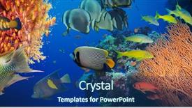  Presentation with aquatic animals - Slide set with aquatic animals - coral and fish background and a ocean colored foreground