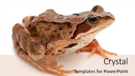  Presentation with lens flare on white - Colorful PPT layouts enhanced with aquatic animals - rana arvalis moor frog backdrop and a coral colored foreground