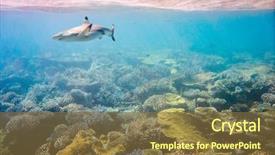  Presentation with aquatic animals - PPT layouts having aquatic animals - reef with a variety background and a tawny brown colored foreground
