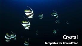  Presentation with underwater - Beautiful PPT theme featuring aquatic animals - tropical fish underwater schooling bannerfish backdrop and a black colored foreground