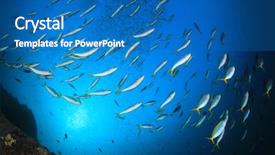  Presentation with aquatic animals - Beautiful presentation design featuring aquatic animals - tuna fish hunting sardines underwater backdrop and a teal colored foreground