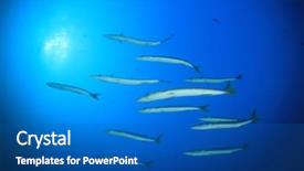  Presentation with aquatic ecosystem - Theme with aquatic ecosystem - barracuda fish in blue ocean background and a teal colored foreground