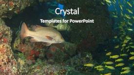  Presentation with aquatic - Amazing slide set having aquatic ecosystem - coral reef and fish underwater backdrop and a tawny brown colored foreground