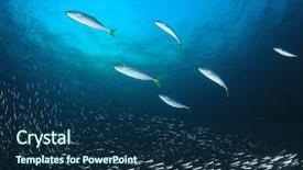  Presentation with fish ocean - Audience pleasing PPT layouts consisting of aquatic ecosystem - mackerel fish hunt sardines fish backdrop and a navy blue colored foreground