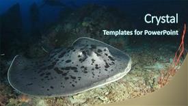  Presentation with divers - Beautiful PPT theme featuring aquatic ecosystem - marbled ray stingray and scuba backdrop and a navy blue colored foreground