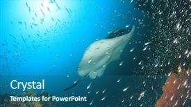  Presentation with aquatic ecosystem - PPT theme featuring aquatic ecosystem - marbled ray stingray background and a ocean colored foreground