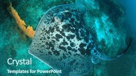  Presentation with aquatic ecosystem - Amazing PPT theme having aquatic ecosystem - marbled ray stingray backdrop and a ocean colored foreground