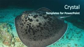  Presentation with x ray - Slide set consisting of aquatic ecosystem - marbled ray stingray background and a ocean colored foreground