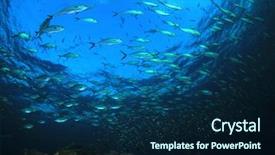  Presentation with aquatic ecosystem - Cool new slides with aquatic ecosystem - tuna fish underwater backdrop and a navy blue colored foreground