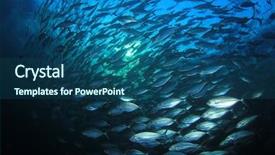  Presentation with aquatic ecosystem - Amazing PPT layouts having aquatic ecosystem - tuna fish underwater backdrop and a ocean colored foreground