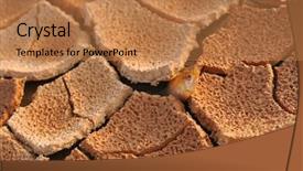  Presentation with aquatic - Amazing presentation design having aquatic evaporation - arid land of dead fish backdrop and a coral colored foreground