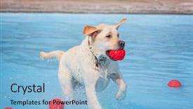  Presentation with public - Amazing slide deck having aquatic exercise - cute dog playing backdrop and a light blue colored foreground