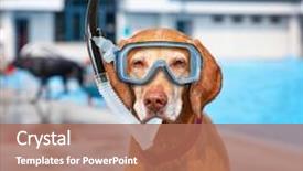  Presentation with public - Colorful slide deck enhanced with aquatic exercise - cute dog playing backdrop and a coral colored foreground