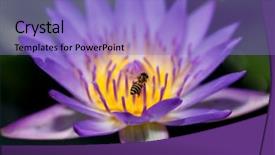  Presentation with aquatic insects - Presentation theme having aquatic insects - bee pollinating water lily flower background and a light blue colored foreground