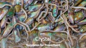  Presentation with aquatic insects - Presentation design featuring aquatic insects - giant water bug in thailand background and a violet colored foreground