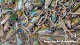  Presentation with aquatic insects - Audience pleasing presentation design consisting of aquatic insects - giant water bug in thailand backdrop and a violet colored foreground