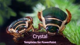  Presentation with aquatic - Beautiful theme featuring aquatic insects - great diving beetle swimming water backdrop and a wine colored foreground
