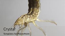  Presentation with aquatic - Presentation theme with aquatic insects - larva great diving beetle dytiscus background and a light gray colored foreground