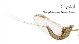  Presentation with aquatic insects - Audience pleasing PPT theme consisting of aquatic insects - mayfly ephemeroptera in front backdrop and a white colored foreground