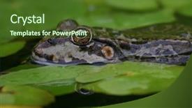  Presentation with aquatic insects - Audience pleasing theme consisting of italian summer dish especially associated with sicily caponata is a slightly sweet and sour cooked salad with aubergines peppers onions tomatoes olives and capers in sauce made from red wine vinegar and sugar backdrop and a gold colored foreground