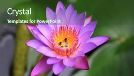  Presentation with lily lotus flower water - Amazing presentation design having aquatic insects - purple petal lotus flower water backdrop and a tawny brown colored foreground