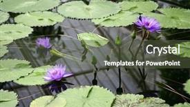  Presentation with aquatic insects - Presentation consisting of aquatic insects - together always - heads background and a  colored foreground