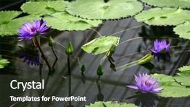  Presentation with aquatic insects - Audience pleasing slide deck consisting of aquatic insects - together always - heads backdrop and a tawny brown colored foreground