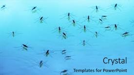  Presentation with aquarius - Presentation design featuring aquatic insects - water strider aquarius paludum background and a light blue colored foreground