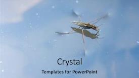  Presentation with aquatic insects - Audience pleasing slides consisting of aquatic insects - water strider on surface backdrop and a light blue colored foreground