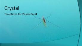  Presentation with aquatic insects - Cool new slide deck with aquatic insects - water strider or pond skater backdrop and a arctic colored foreground