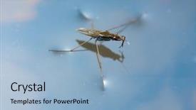  Presentation with aquatic insects - Slide deck consisting of aquatic insects - water strider background and a light blue colored foreground