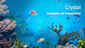  Presentation with aquatic - Colorful slide deck enhanced with aquatic life - torpical fishes at seoul coex backdrop and a teal colored foreground