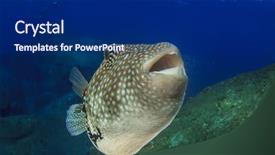  Presentation with puffer - Presentation theme having aquatic life - whitespotted puffer fish background and a navy blue colored foreground
