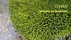  Presentation with aquatic - Beautiful slide deck featuring aquatic-plant-in-biogradska-gora backdrop and a tawny brown colored foreground