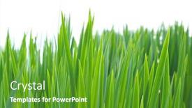  Presentation with aquatic - Presentation theme with aquatic plants background and a tawny brown colored foreground