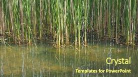  Presentation with aquatic - Beautiful presentation design featuring aquatuic - wetland backwater with aquatic plants backdrop and a tawny brown colored foreground