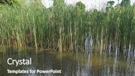  Presentation with aquatic - Presentation theme with aquatuic - wetland backwater with aquatic plants background and a tawny brown colored foreground