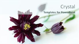  Presentation with flower - PPT layouts having aquilegia-flower-isolated-on-white background and a cool aqua colored foreground