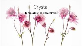  Presentation with flower - Beautiful theme featuring aquilegia-flower-on-the-white backdrop and a white colored foreground