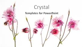  Presentation with flower - Presentation theme with aquilegia-flower-on-the-white background and a white colored foreground