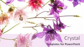  Presentation with white flowers - Beautiful theme featuring aquilegia-flowers-on-the-white backdrop and a lilac colored foreground