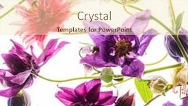  Presentation with white flowers - Slide deck consisting of aquilegia-flowers-on-the-white background and a cream colored foreground