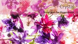  Presentation with white flowers - Cool new presentation design with aquilegia-flowers-on-the-white backdrop and a coral colored foreground