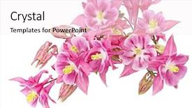  Presentation with oat flower - Amazing slide deck having granny's bonnet or columbine backdrop and a white colored foreground