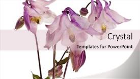  Presentation with thymus vulgaris - Cool new PPT layouts with granny's bonnet or columbine backdrop and a soft green colored foreground