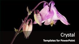  Presentation with black gram - Slide deck enhanced with granny's bonnet or columbine background and a black colored foreground