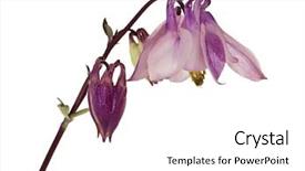  Presentation with flower - PPT theme featuring granny's bonnet or columbine background and a white colored foreground