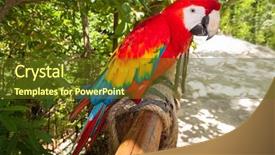  Presentation with parrot - Theme featuring ara parrot in the wild background and a tawny brown colored foreground