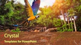  Presentation with parrot - Colorful PPT layouts enhanced with ara parrot on tropical forest backdrop and a tawny brown colored foreground